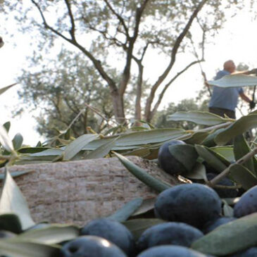 Geçim Kaynakları Geçim Kaynakları